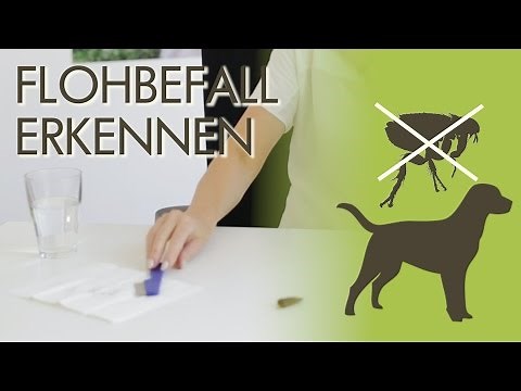 Flöhe beim Hund - Wie erkenne ich Flohbefall?