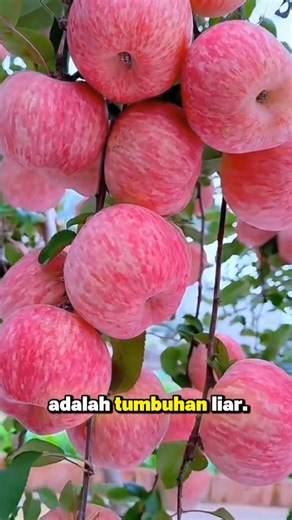 fakta buah apel