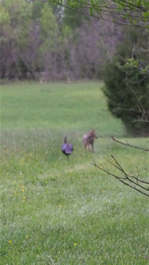 Coyote Tried Sneaking My Turkey Decoy… Bad Idea.