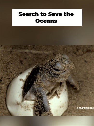 Our marine life is under threat. Ocean Hero's Site: oceanhero.today @oceanhero.today #ocean #PlasticPollution #SaveOurOceans #ViralVideo