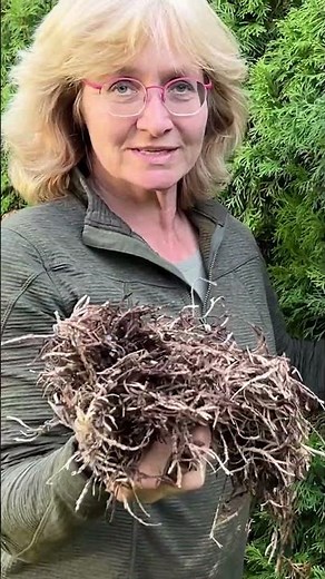 Prune Thuja like a pro - online pruning course