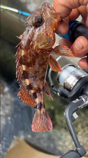 【穴釣り】巨大テトラの隙間から 穴釣り🎣釣り初心者でも簡単