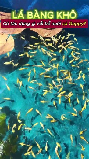 🍂 Lá bàng khô có tác dụng gì với bể Guppy?