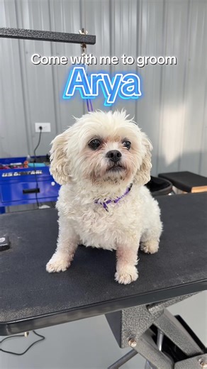 That little underbite gets me everytime 🥹🐾 #maltese #doggrooming #adayinmylife #groomwithme #doggroomer