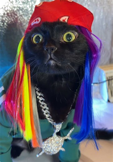 Diversión con Miso, Fubao y Cootee: ¡Gatitos que Brillan!