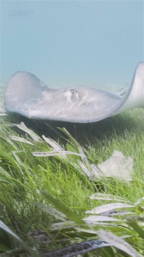 Stingray shuffle on over! It’s Species Spotlight Sunday. If you’re spending the day inside lounging around, covered and cozy, know that you’re not alone. Today’s star is no stranger to a relaxing Sunday, or any other day for that matter. Often completely or partially buried in the sand, stingrays like to hang out hidden and inactive on the tropical seafloor. Their coloration typically resembles the sand around them like camouflage, so they can hide from predators. Their eyes pop up off the top o