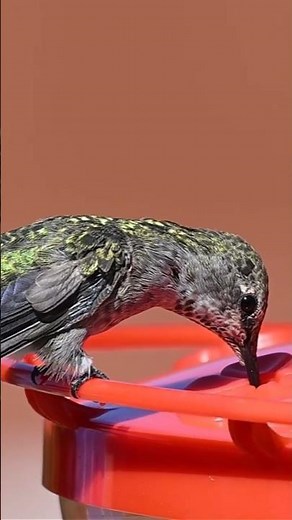 O único pássaro que voa para trás #curiosidades #beijaflor #Trochilidae #natureza #animais #aves