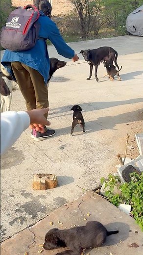 Family of black dogs❤️#shorts
