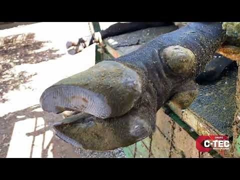 ANATOMIA DO CASCO BOVINO
