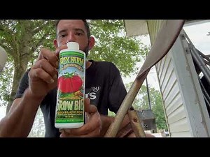 Fertilizing my small potted mango trees