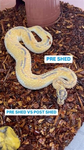 Ball Python Color Transformation Before Vs After Shedding Skin