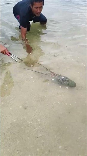Catching a Giant Spiny Lobster by Hand in Shallow Water! 🦞🌊