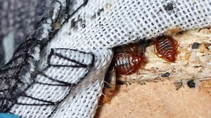 France races to stamp out bed bug 'scourge' before Olympics