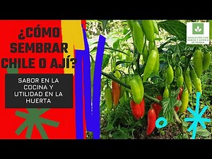 HOW TO EASILY AND PRODUCTIVELY GROW CHILI PEPPERS, JALAPEÑO PEPPERS, OR TABASCO PEPPER?
