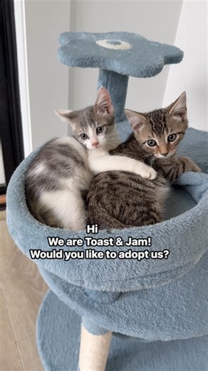 Toast & Jam are almost three months old. They are currently in a foster home so if you’d like to meet them, please email colletonpetrescue@gmail.com | Colleton County Animal Services