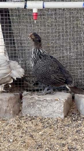 Ameraucana Chicks!