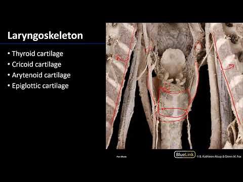 Larynx and Pharynx - Laryngeal Cartilages