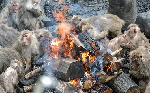 How animal uses of fire help to illuminate human pyrocognition | Aeon Essays