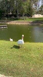 🇪🇸El hoyo 12 del Old Course de Atalaya golf es un hermoso par 3 protegido por un gran lago y bunkers. ⛳Un golpe de salida intimidante espera a los jugadores, pero si necesitas algún consejo sobre cómo jugar el hoyo, los cisnes de nuestro lago están siempre disponibles para ofrecerte sus consejos. 🇬🇧The 12th hole on the Old Course at Atalaya golf is a beautiful par 3 protected by a large lake and bunkers. ⛳An intimidating tee shot awaits the players, but if you need any tips in how to play th