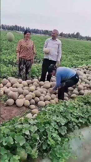 "Behind the Scenes: How Cantaloupes Are Loaded Like Never Before! 🍈🚚"