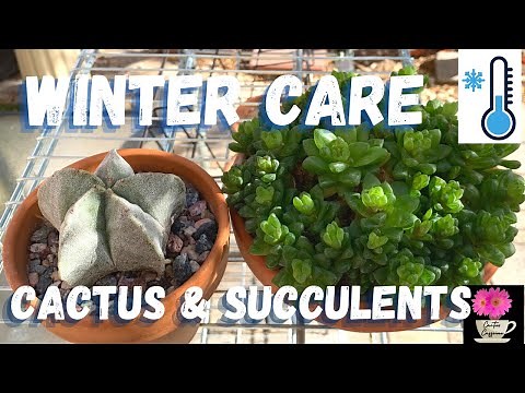 Winter Care for Cactus and Succulents / #cactuscare