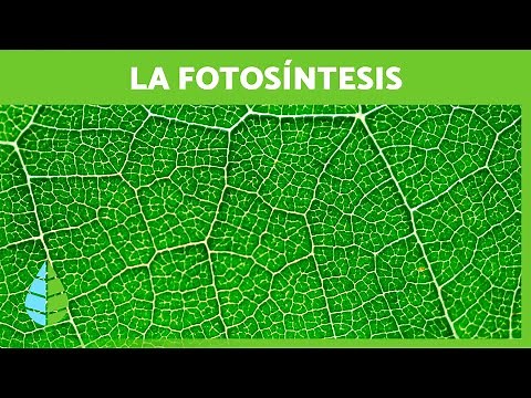 Qué es la FOTOSÍNTESIS 🌱☀️ (Definición, FASES y su IMPORTANCIA)