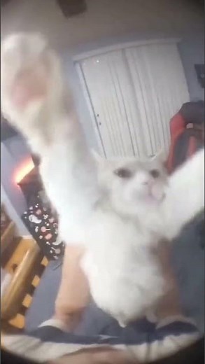 cat helicopter #shorts