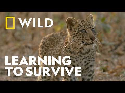 A Leopard Cub’s First Lesson in Survival | Mashatu: Land Of Leopards | National Geographic WILD UK