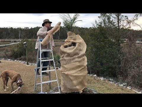 SAVE the TREES from the FREEZE - Palm Tree protection