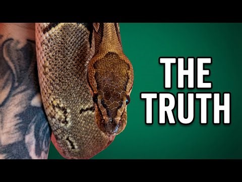 Ball Pythons: Are They ACTUALLY The Best Pet Snake?