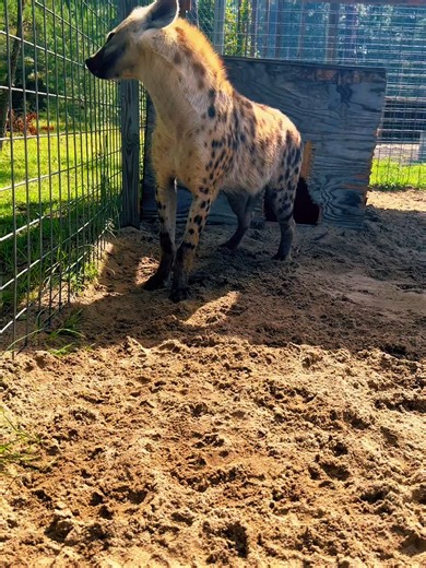 Jaws’ big hyena teeth! #NOTpets #hyena #hyenas #spottedhyena #wow #amazing #anim