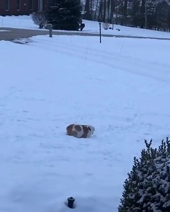 19 reactions | Snow is the best❄ Credit--@englishbulldogclub...