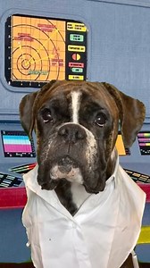 Star Dogs #boxerdog #dogsofinstagram #dogs | Boxer Madness