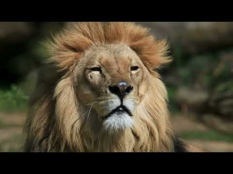 Lions | 4K 60fps HDR ( ULTRA HD ) | 4k 3840 X 2160 Video | 4k Video | Epi 47