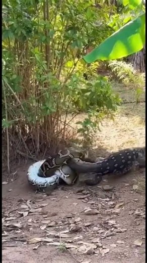 Snake vs Lizard #wildlife #shorts