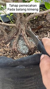 55 reactions · 29 comments | Ficus microcarpa #learnbonsai #belajar #bonsai #programmer #bonsaitree #bonsaivietnam #fyp | Kang Dzul | Facebook