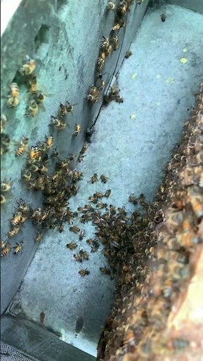 Worker Bees Attacking Queen Bee Inside the Hive