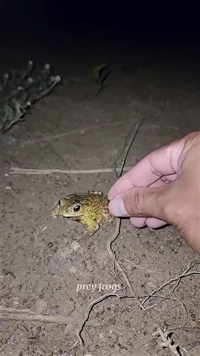 Catch big frog funny l Try don't laught #shorts #viral