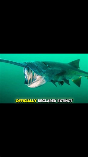 This Giant Fish Survived Millions of Years… Then Vanished 😳