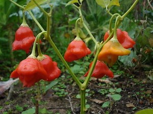 Capsicum baccatum - Alchetron, The Free Social Encyclopedia