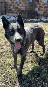 🆘RESCUE ONLY‼️ We need the help of our community! Luci, Lu, Loosey Goosey, Good Boy, Saint. These are all names we’re calling him b/c Lucifer just is not it! 👎🏿 Lucifer was a pet shop puppy. His owners admittedly did not understand just how cattle dogs work. They herd. Usually with their mouth. They get frustrated if they don’t have a job to work their busy bodies, so they’ll start herding family members. Unfortunately this became too much for Luci’s family & they made the tough but brave dec