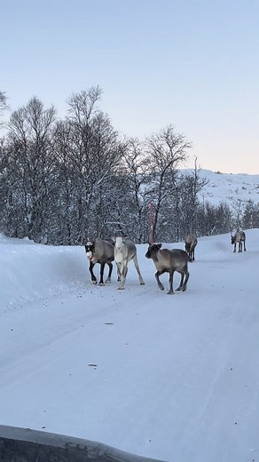 Traffic jam in the Arctic 😅🫎 #arcticcircle #reindeers #norway | chet the reindeer