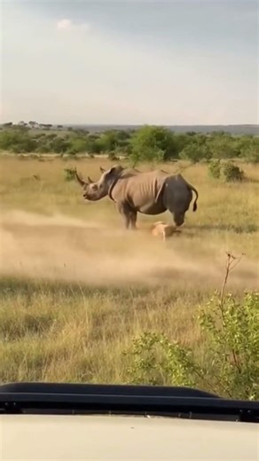 #wildlife #safari #lionvsrhino #wildlifeheroes #natureismetal
