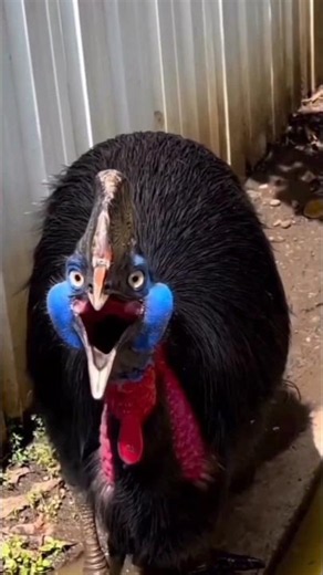 Don't Mess With This Bird! 😨 Cassowary Explained #facts