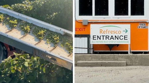 Grape growers feeling impact as processor cuts contracts