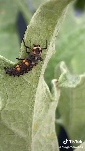 Ladybugs Eating Aphids: Nature's Pest Control