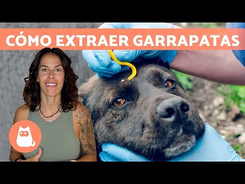 How to Remove a Tick from a Dog Correctly 🐶🕷️ Step by Step