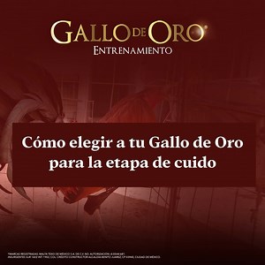 ¿Sabes cómo elegir a tu mejor gallo para la etapa de cuido? 🐓 Nosotros te damos tres puntos claves para elegirlo. ¿Tu ya elegiste al tuyo? 🙌 #GallodeOro #CientíficamenteDesarrolladoParaGallosFinos #LosMasGallos | Gallo de Oro