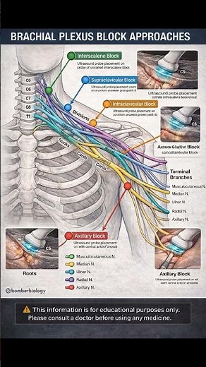 🧠 Brachial Plexus OverviewThe brachial plexus is a network of nerves supplying the upper limb