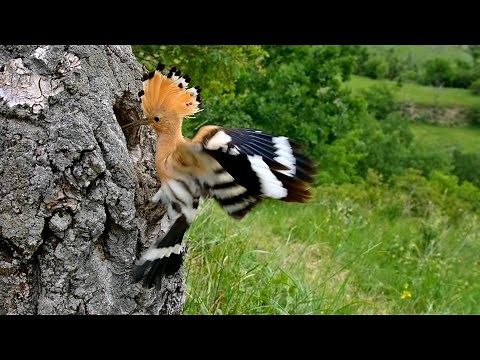 Nesting birds – Eurasian hoopoe (Upupa epops)